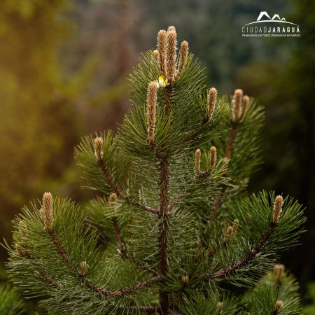 Protegiendo nuestra herencia natural: El Día del Pino Hondureño en el Día Mundial del Árbol